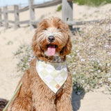 check me out - lemon lime dog bandana