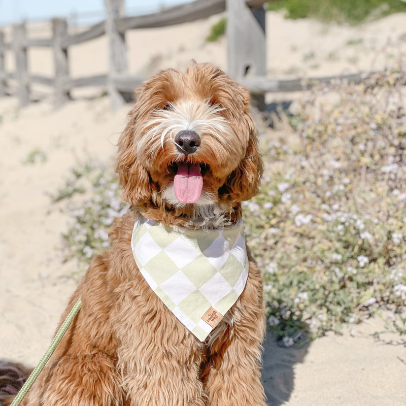 check me out - lemon lime dog bandana