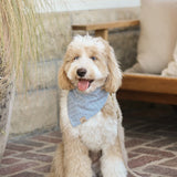 pacific dog bandana