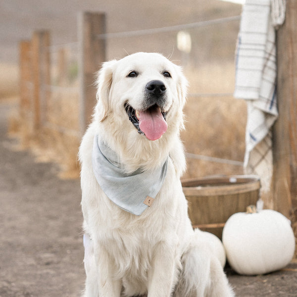 sage skies dog bandana